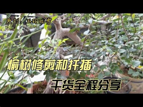 榆樹 照顧 左砍樹右砍樹